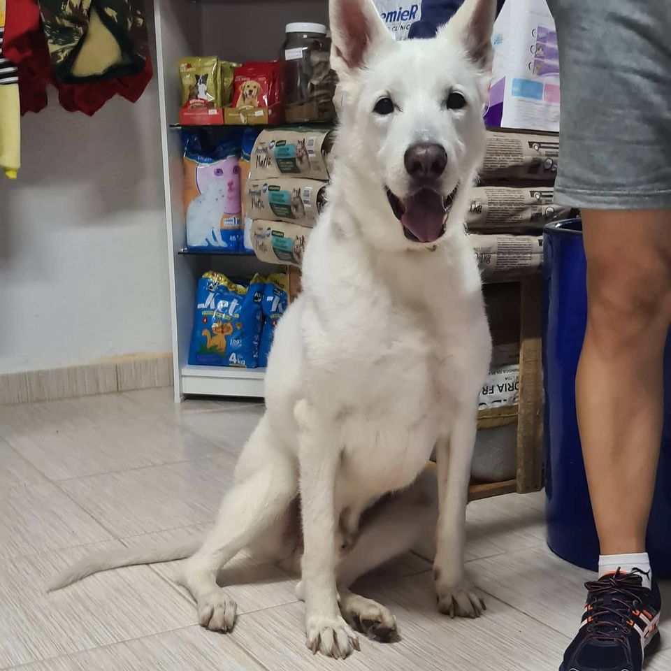 kan pet shop nova petropolis sbc