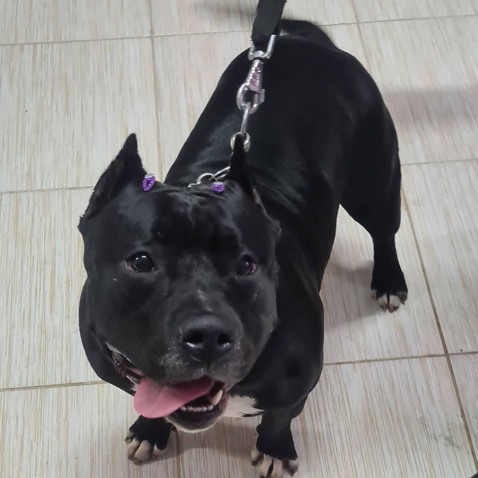 Zaira no Pet Shop Nova Petrópolis SBC