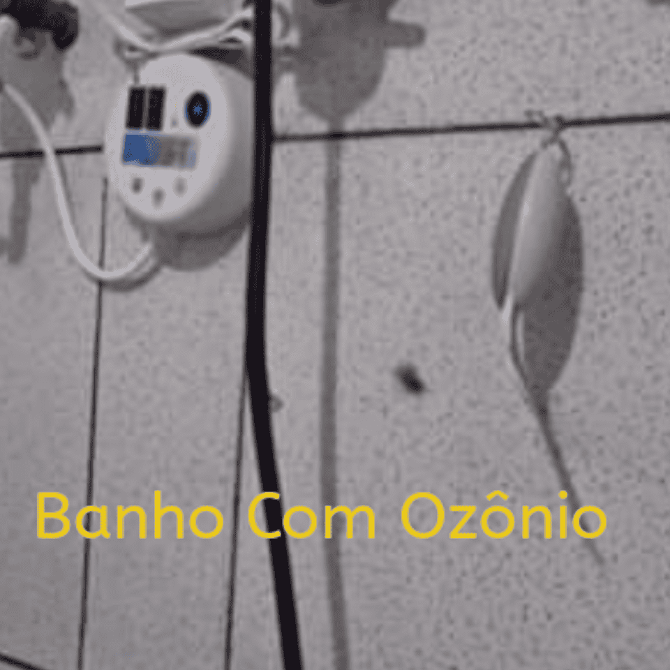banho com ozonio pet shop sbc