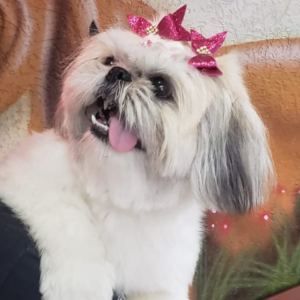 cacau no pet shop em sbc