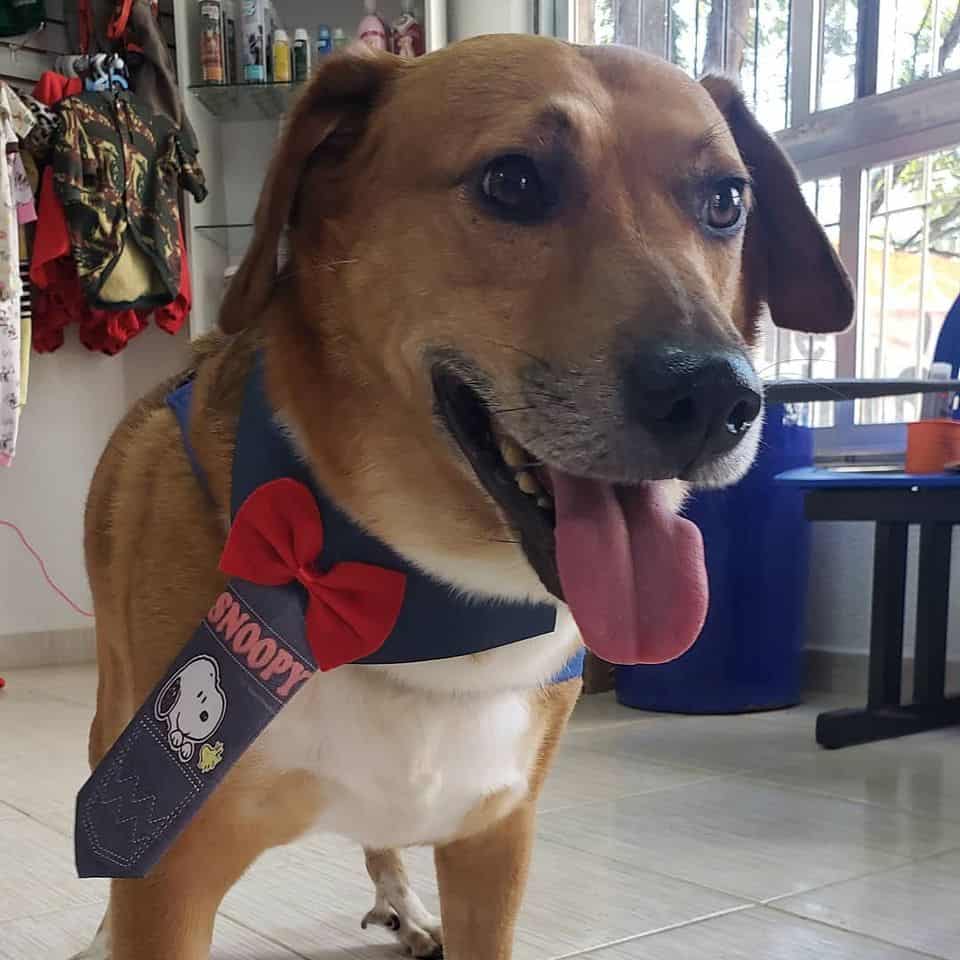 Leia mais sobre o artigo Cuidados Com Os Animais Na Pandemia
