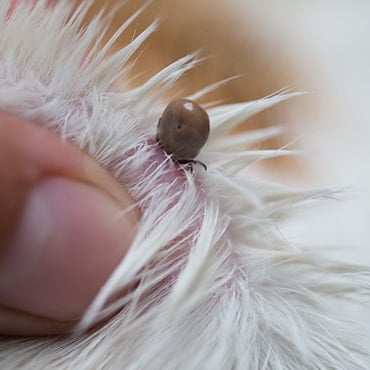 como cuidar bem do seu cachorro