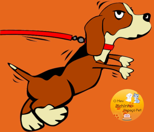 como cuidar bem do seu cachorro