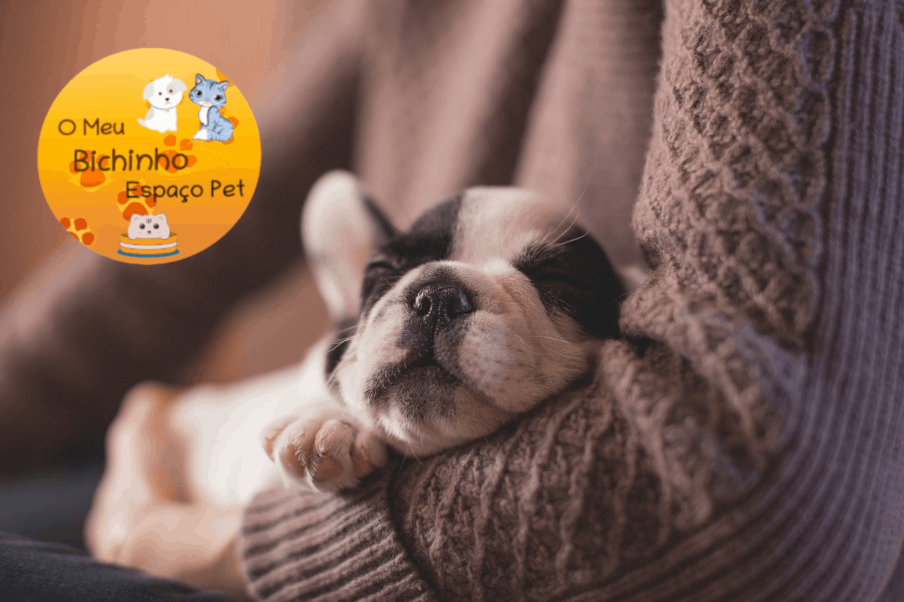 Leia mais sobre o artigo Como cuidar do seu cachorro