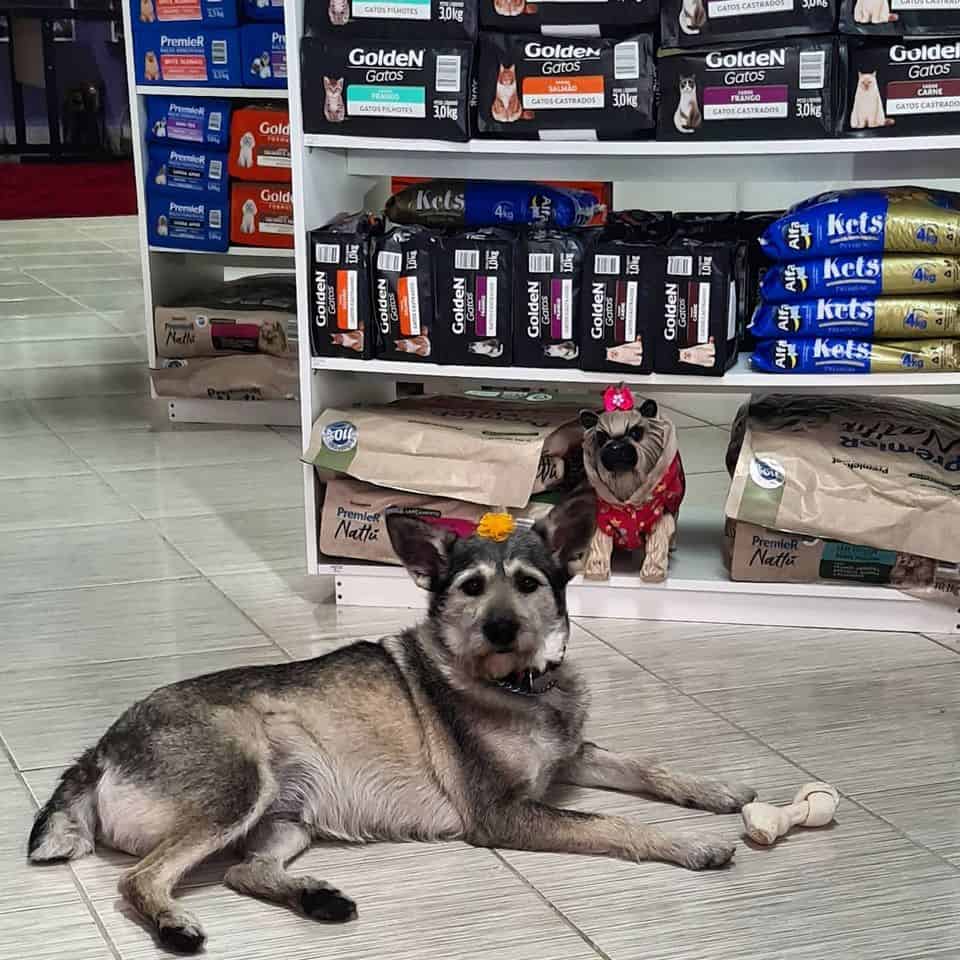 pet shop jardim trieste