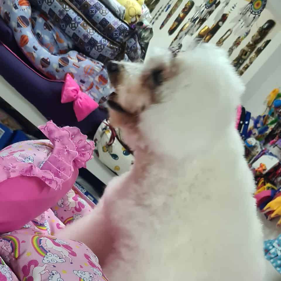 pipoca no pet shop jardim trieste
