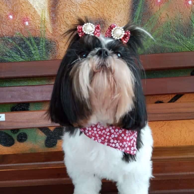 nina no pet shop em são bernardo do campo