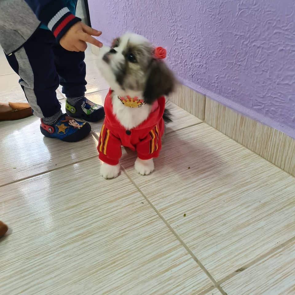 pet shop jardim cambui sbc
