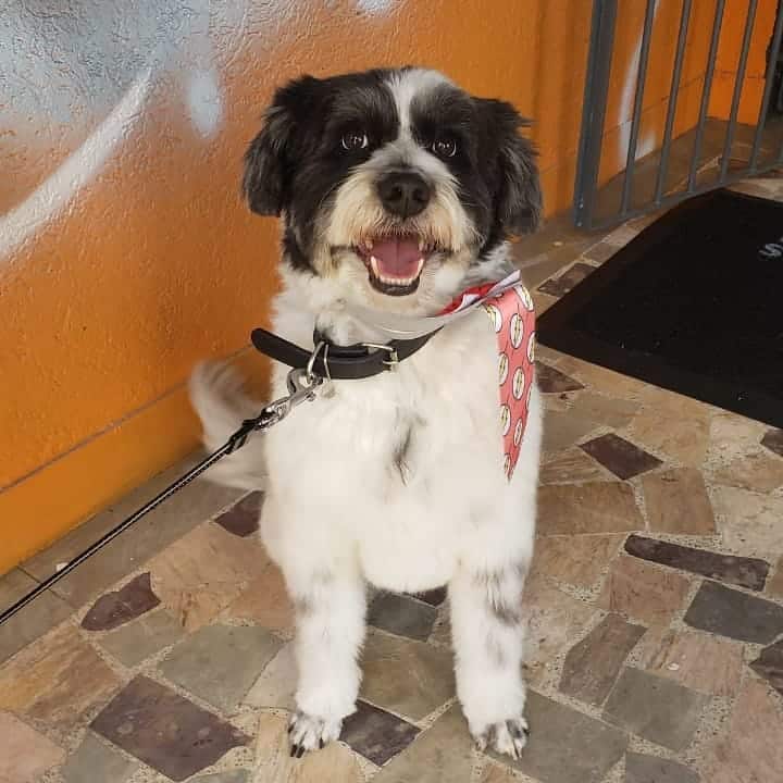 pet shop jardim milena em sbc