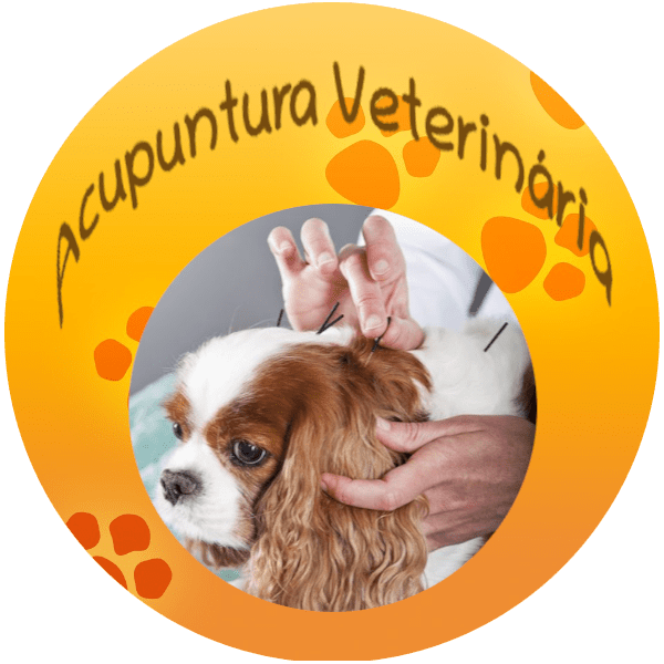 acupuntura veterinaria
