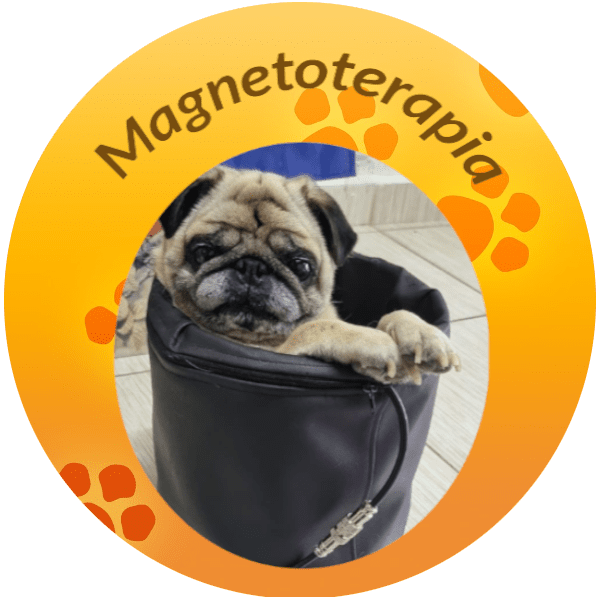 magnetoterapia-veterinaria-em-sao-bernardo-do-campo