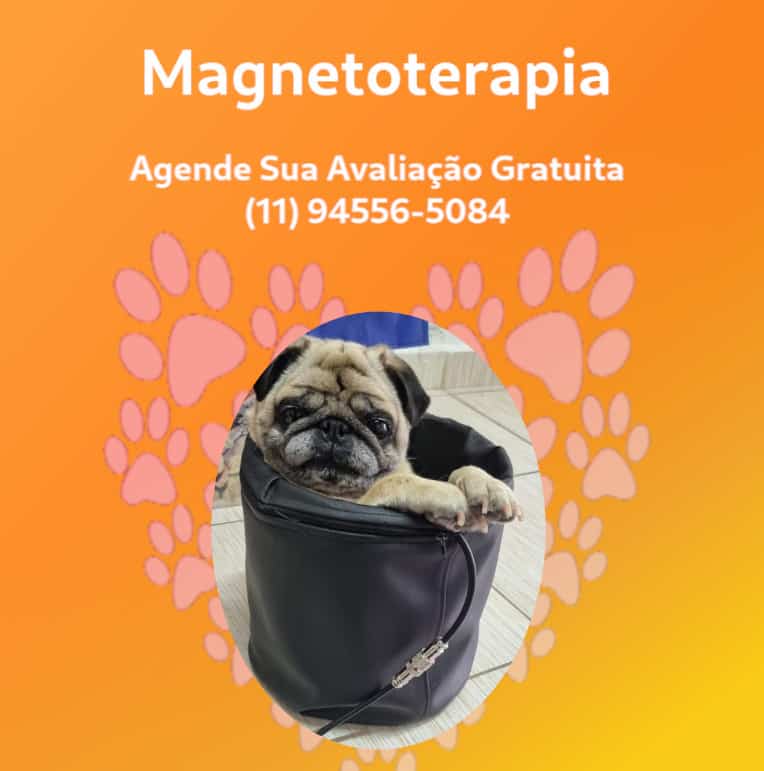 magnetoterapia veterinaria em sao bernardo