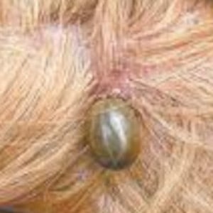 ectoparasita em cachorros