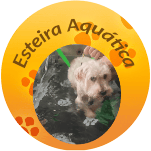 esteira aquática para cães