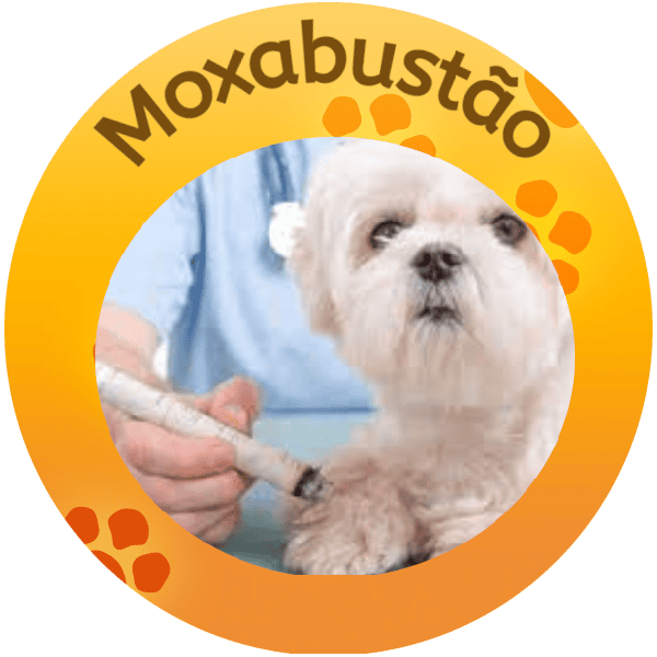moxabustao