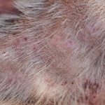 dermatologia veterinaria problemas na pele