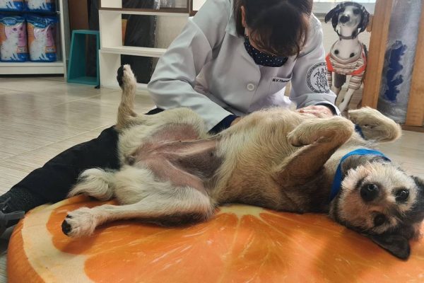 veterinaria veterinaria